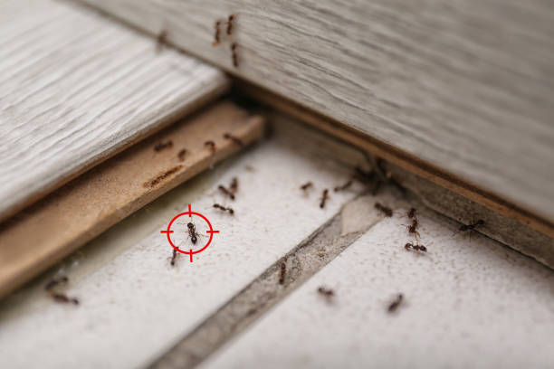 Best Residential Pest Control  in Riverdale, CA