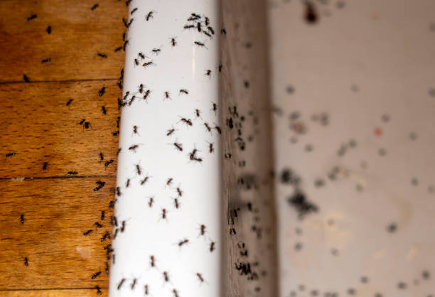 Best Cockroach Control Services  in Riverdale, CA